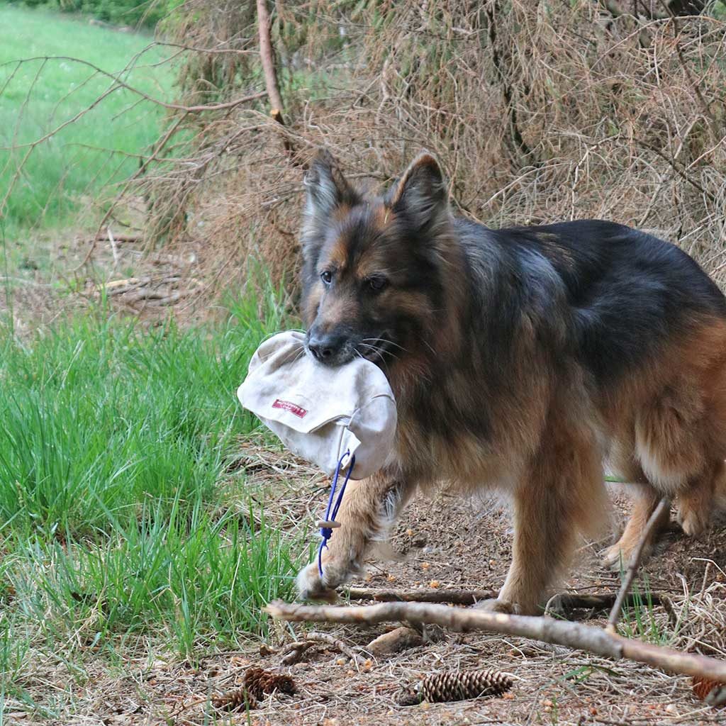 Erziehung Canis Meracus hundeschule Ennepetal